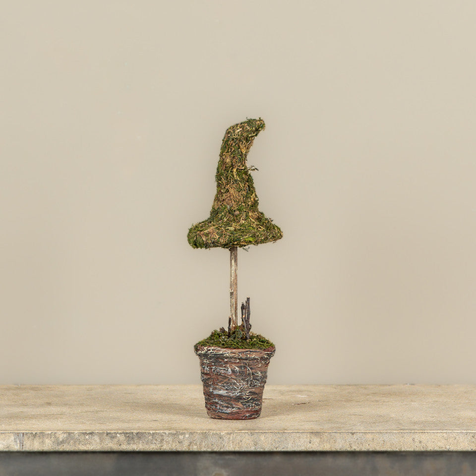 12" Potted Moss Witch's Hat - Arriving in Store September