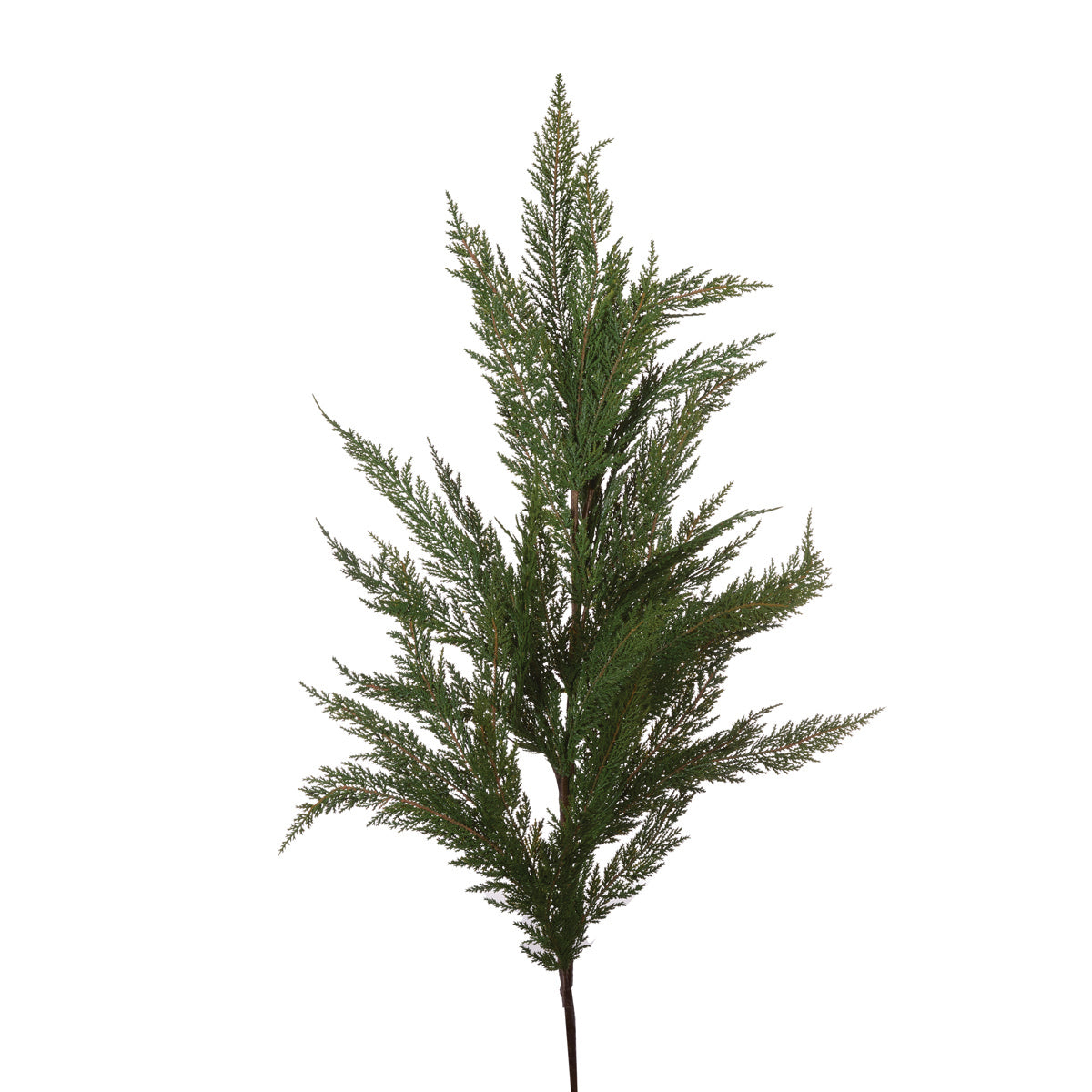 Norfolk Pine Branch - Arriving in Store October