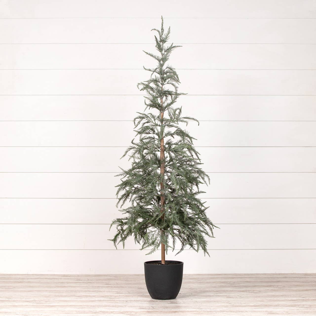 61.25" DUSTY DARK GREEN TREE W/ BLACK POT