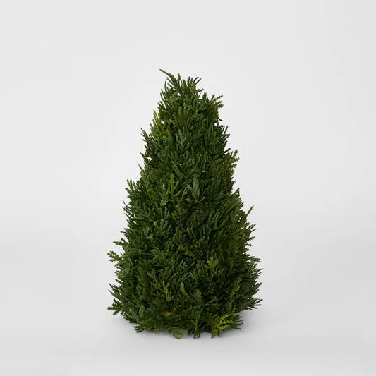 Cypress Cone Tree 33cm - September Drop
